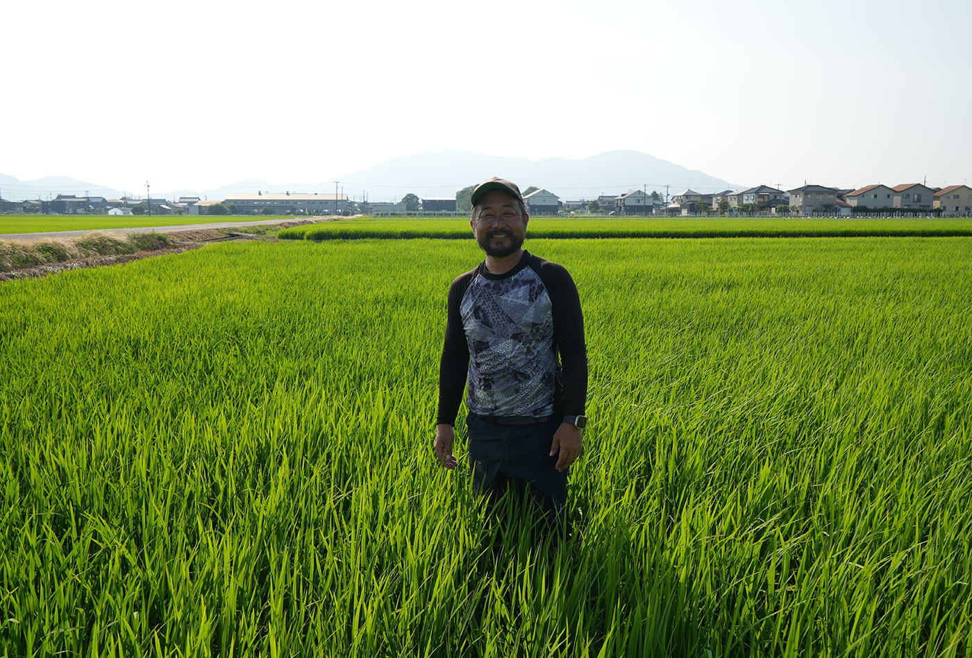 圃場で稲の様子を確認する伊藤さん