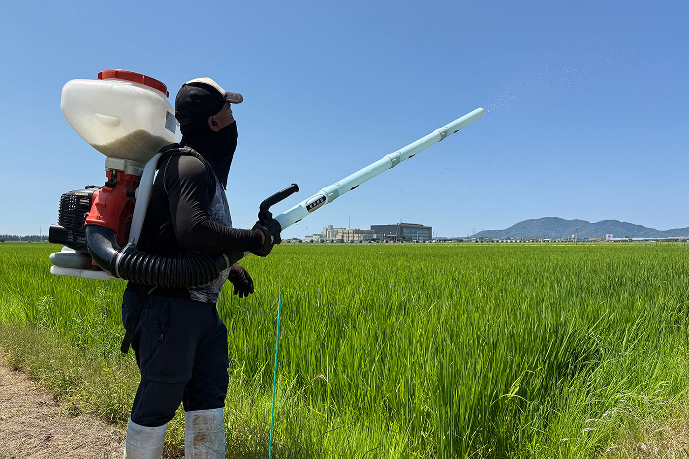 夏の田んぼの管理の様子