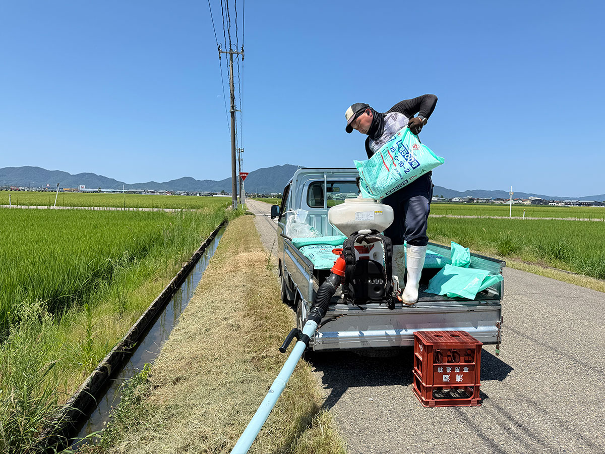 真夏の田んぼで作業をする伊藤さん