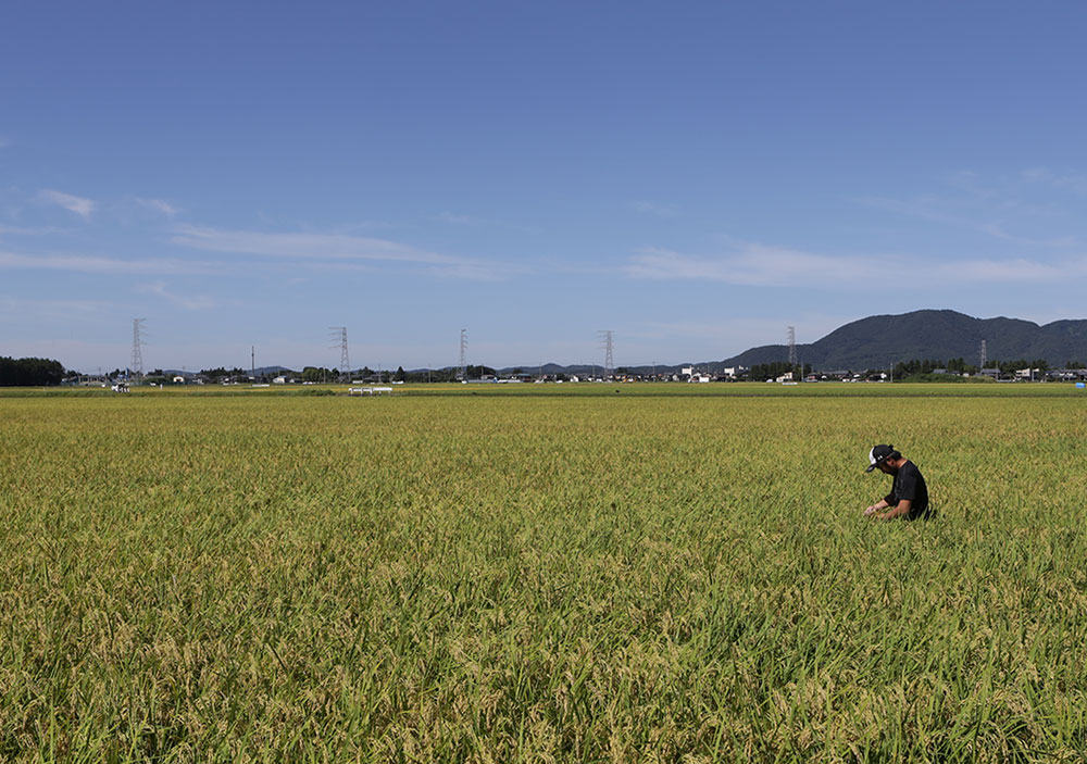 新潟県のほぼ中央でお米を作る環境