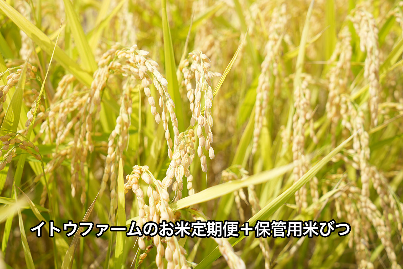 お米の定期便+桐の米びつ